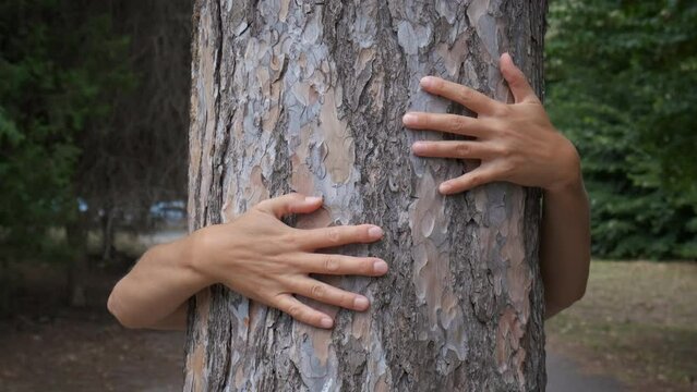 Nature lover hugs big oak. A female hands hugs the tree trunk in the wood during sunny day.