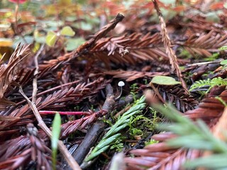 Tiny Mushroom 