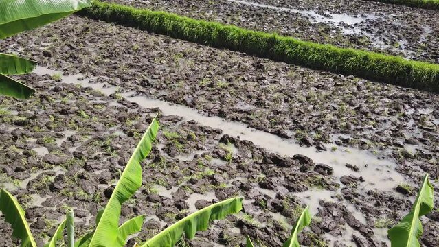 Clay Loams Rice Field Soil Paddy Top View Bali Indonesia Natural Agriculture