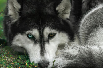 Portrait of Siberian Husky with different colored eyes. Headshot Adorable young pets with heterochromia blue and brown eye, selective focus