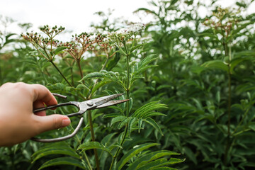 Sambucus ebulus, danewort, dane weed, danesblood thickets hand with vintage scissors pruning a...