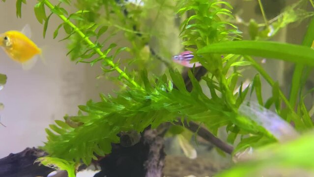 Small fish in household aquarium 