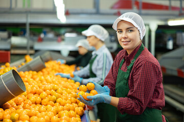 Manual selection and rejection of tangerines on the conveyor belt of a fruit processing plant....