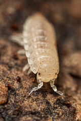 Haplophthalmus danicus isopod on brown background
