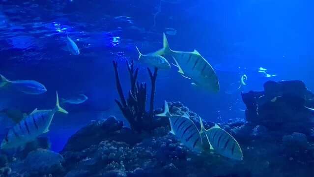 Beautiful stripped fishes swimming near beautiful coral reefs