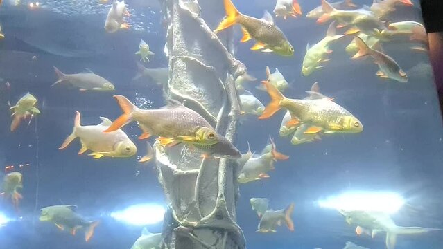 Colorful group of fishes swimming underwater in an aquarium