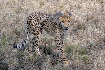 Naklejka na ściany i meble Cheetah walking through the Grasslands