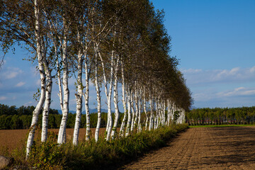 Fototapeta na wymiar Evening field with birch grove