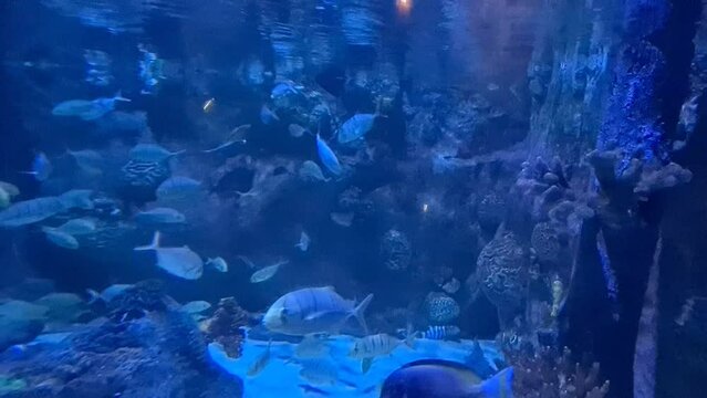 the underwater world in the aquarium