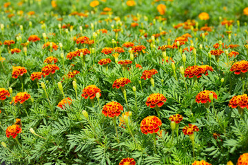 Marigold flower in the garden