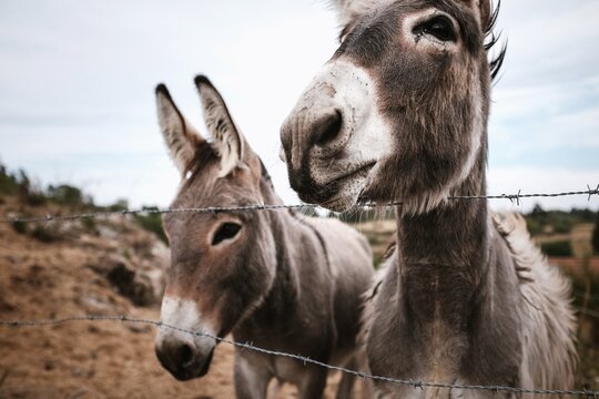 &Acirc;nes Loz&egrave;re
