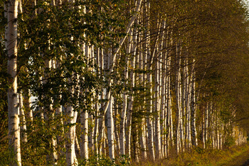 Fototapeta premium White birch trees at dusk