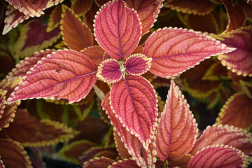 Colorful plants in Hampton Park in Charleston, SC