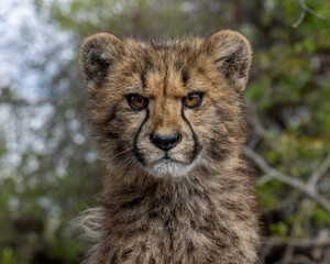 Cheetah Cub with a Cute Scowling Expression