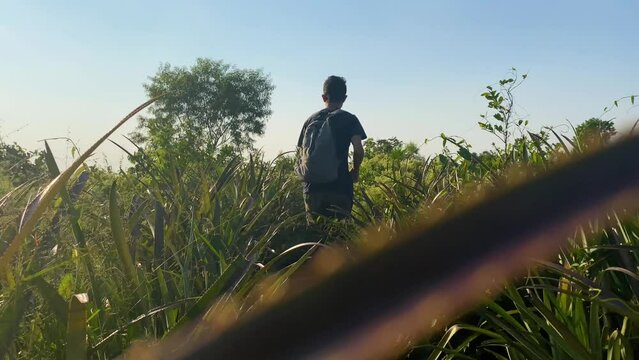 Slow motion rear shot of man wondering through high vegetation at golden hour