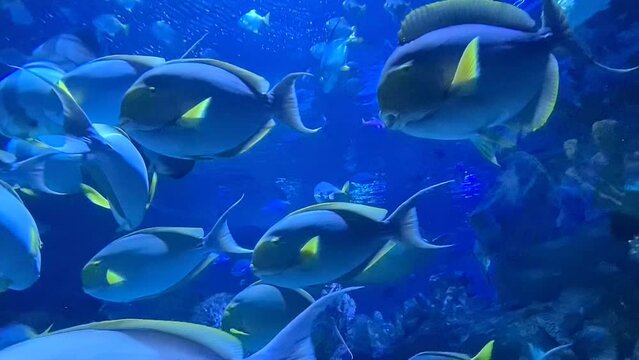 Shoal of beautiful blue fish swimming in clear water in an aquarium