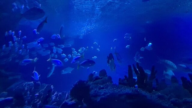 Shoal of fish near aquatic corals under water