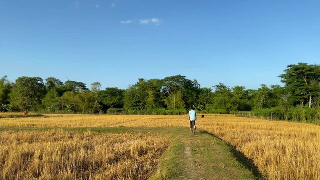 Young village boy riding bicycle in rural path through paddy fields, back view