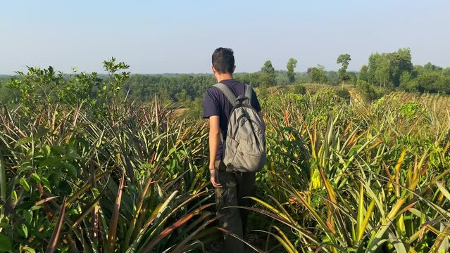 Rear full shot of man during trekking lost in beautiful pineapple plants, Sylhet