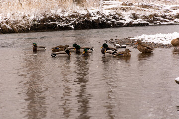 Ducks Low