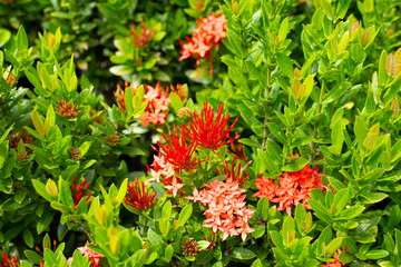 Ixora flower in the garden