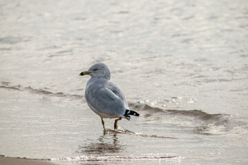 A seagull in mid stride along a Michigan beach.