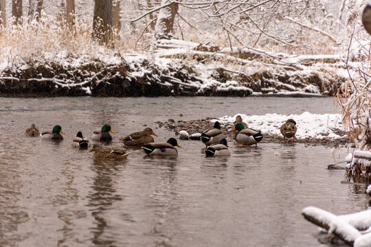 Lower Ducks