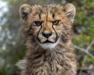 Cheetah Cub with a Cute Scowling Expression