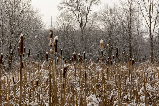 Snow Tails