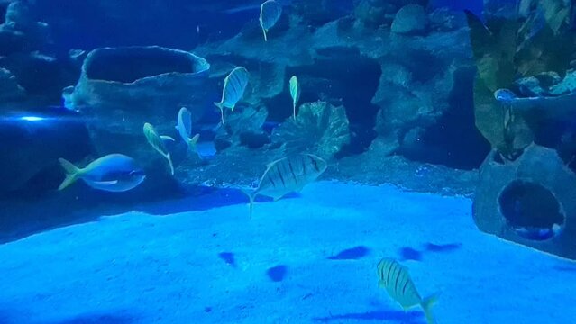 Underwater marine life surrounding beautiful corals and fishes