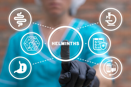 Doctor using virtual touchscreen presses word: HELMINTHS. Concept of helminth treatment. Intestine, stomach doctors examine, treat dysbiosis, give medical supplies against worms.