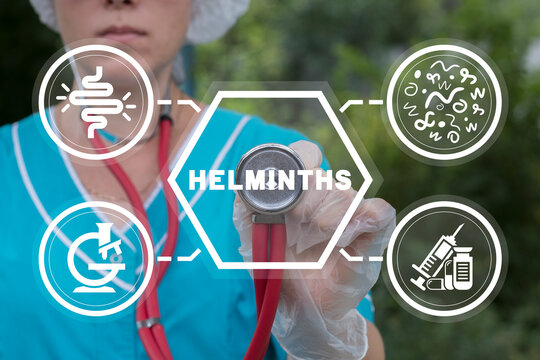 Doctor using virtual touchscreen presses word: HELMINTHS. Helminths treatment concept. Intestine, stomach doctors examine, treat dysbiosis, give medical supplies against worms.