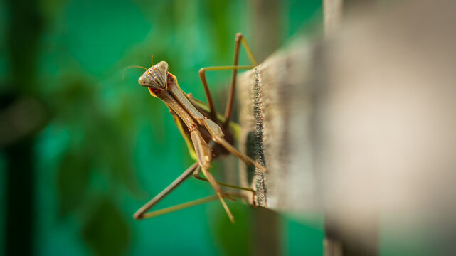 Manny, the smiling Praying Mantis