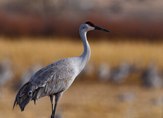 Naklejka premium Majestic sandhill crane portrait in New Mexico, United States