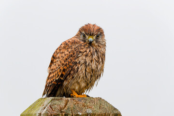 Common kestrel after a rain