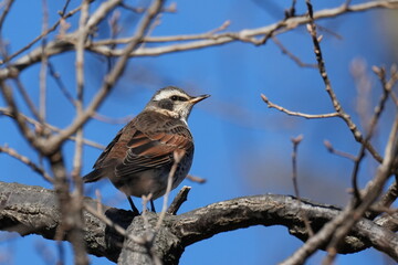 dusky thrush in a forest