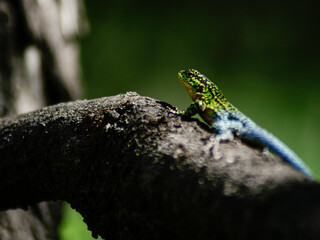 lizard