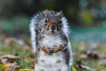 squirrel in the park