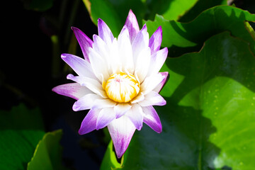 Beautiful blooming Nymphaea lotus flower with leaves, Water lily pot