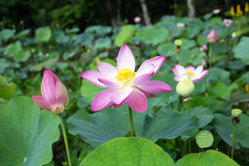 Fototapeta premium Pink lotus flower blooming in pond with green leaves
