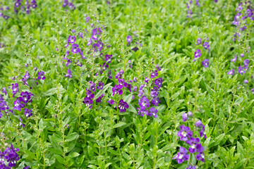 Obraz premium Beautiful angelonia goyazensis benth in the park