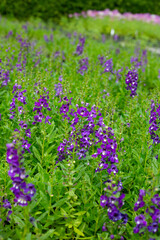Beautiful angelonia goyazensis benth in the park