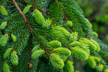 Fototapeta premium New Growth On Evergreen Tree Branch Tips In Spring