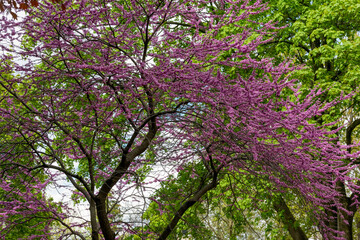 The Eastern Redbud Tree Blooming In Spring