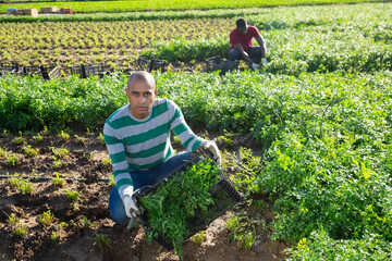 Portrait of successful latin american farmer cultivating organic parsley, showing rich harvest on farm field.