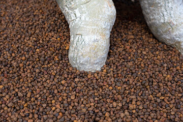 Adenium obesum (Forssk) in pot with weight expanded clay aggregate