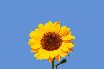 Sunflower field with blue sky. Beautiful summer landscape.