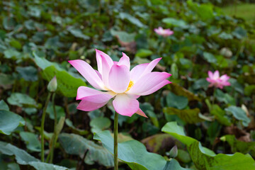 Obraz premium Pink lotus flower blooming in pond with green leaves