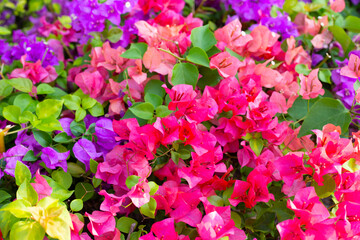Beautiful bougainvillea flowers with green leaves