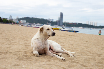 Obraz na płótnie Canvas A dog relaxing on the beach. Pattaya, Thailand.